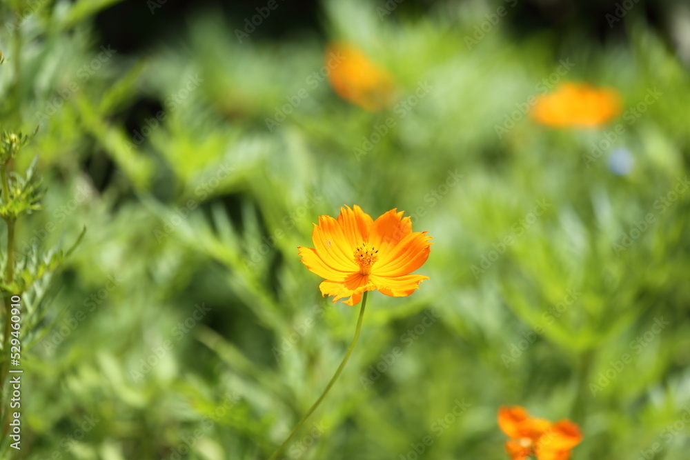 Orange Blossom