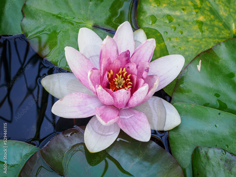 fleurs de lotus aux jardins d'eau de Carsac en Dordogne en France fleurs de lotus aux jardins d'eau de Carsac en Dordogne en France