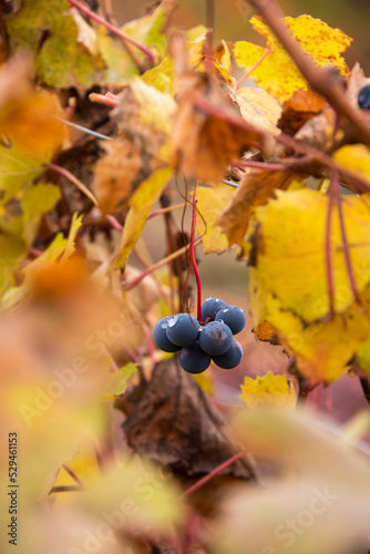 Leaves of the Langhe vineyards in autumn, Piedmont, Italy