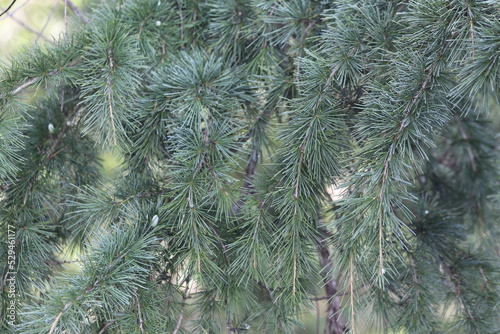 Japanese Pine Tree