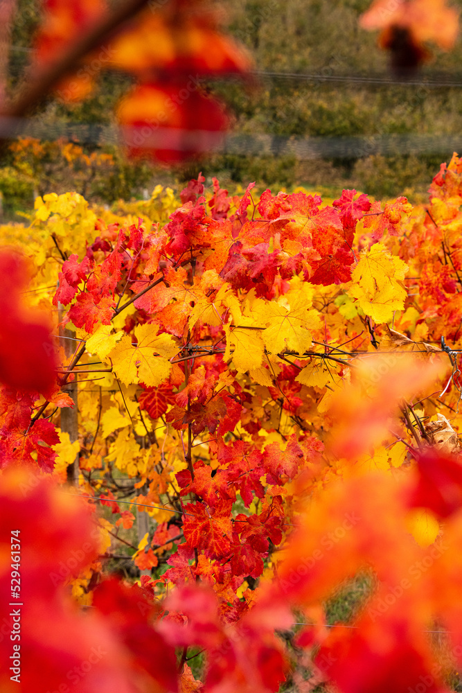 Leaves of the Langhe vineyards in autumn, Piedmont, Italy Leaves of the Langhe vineyards in autumn, Piedmont, Italy