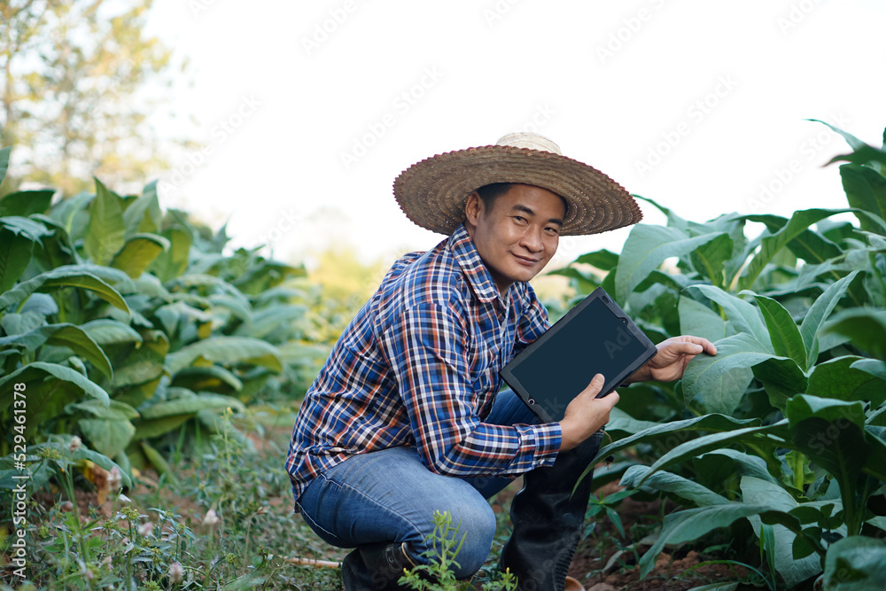 Asian man farmer is at garden, wears hat, plaid shirt, holds smart tablet to check quality and diseases of tobacco plants. Concept : smart farmer, use technology                       