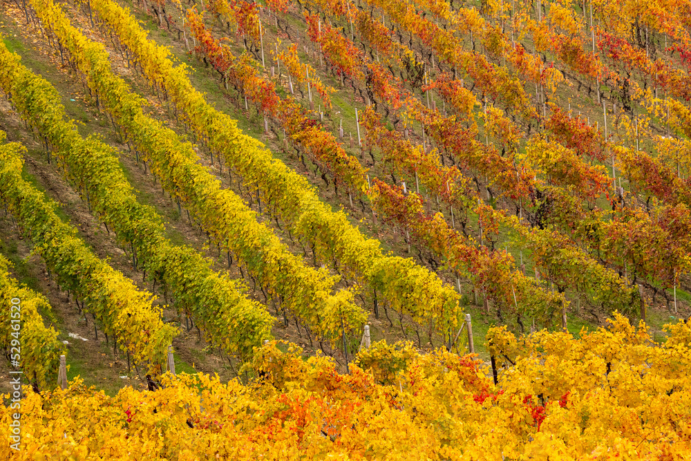 panorama of the Langhe vineyards in autumn, Piedmont, Italy panorama of the Langhe vineyards in autumn, Piedmont, Italy