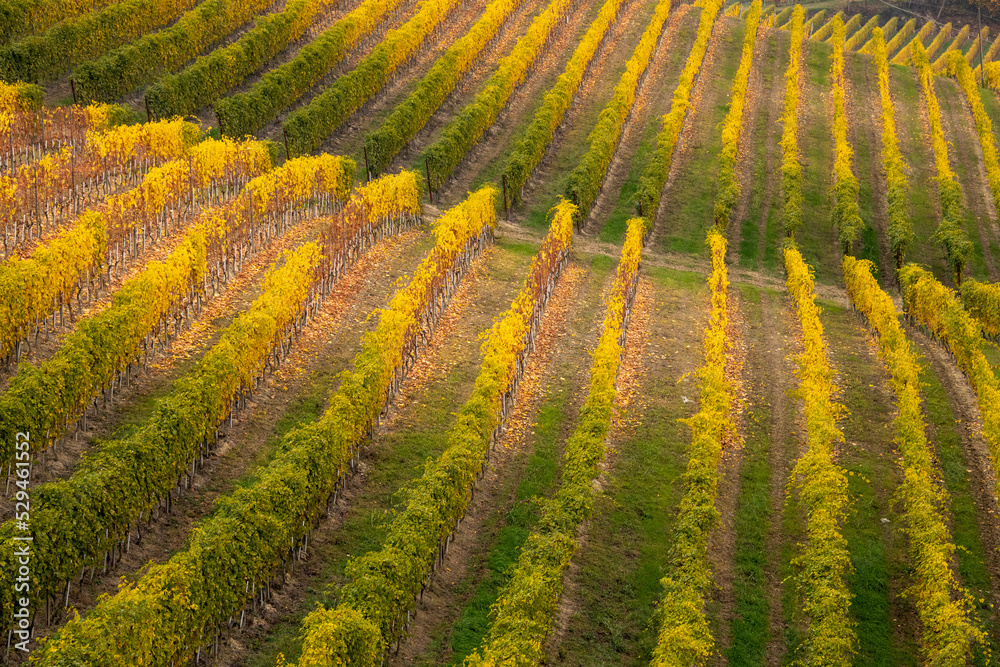 Fototapeta premium panorama of the Langhe vineyards in autumn, Piedmont, Italy