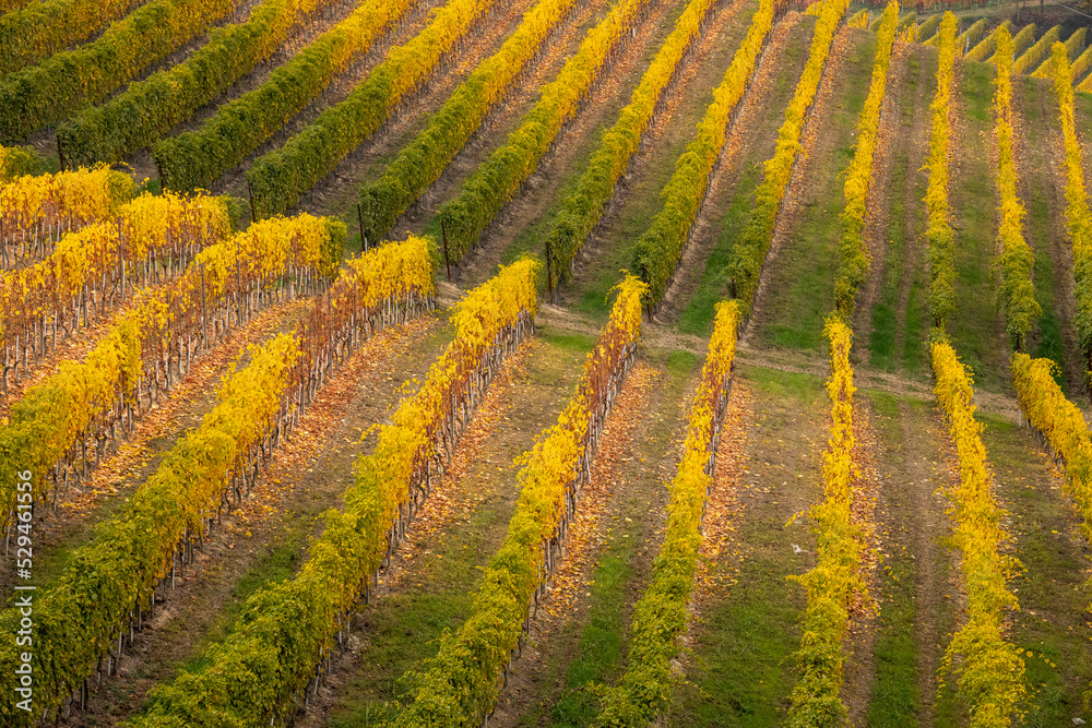 panorama of the Langhe vineyards in autumn, Piedmont, Italy
