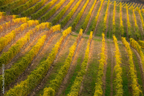 panorama of the Langhe vineyards in autumn, Piedmont, Italy #529461552