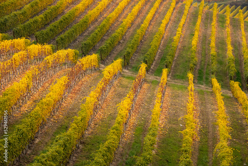 panorama of the Langhe vineyards in autumn, Piedmont, Italy #529461556