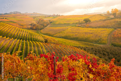 panorama of the Langhe vineyards in autumn, Piedmont, Italy #529461571