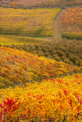 panorama of the Langhe vineyards in autumn, Piedmont, Italy #529461586