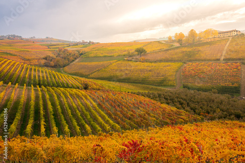 panorama of the Langhe vineyards in autumn, Piedmont, Italy #529461596