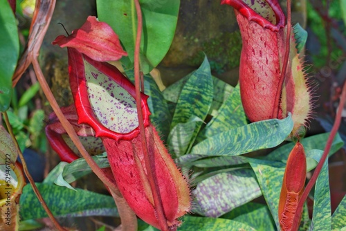 a fresh tropical pitcher plants or monkey cups. It is a type of plant that has developed leaves as a trap to catch insects. photo
