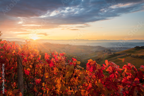 panorama of the Langhe vineyards in autumn, Piedmont, Italy photo