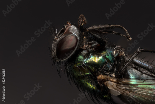 Closeup Fly, Extreme Macro, Focus Stacking