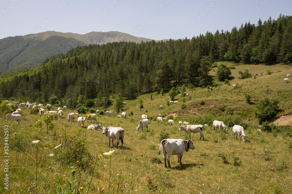 White cows grazing in the mountains in Italy
