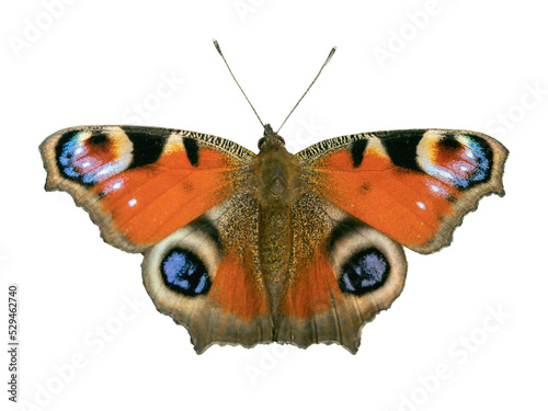 Natural European peacock butterfly  Aglais io  isolated on white.