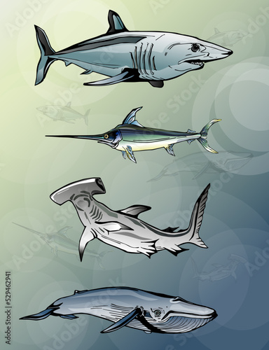 shark in the sea