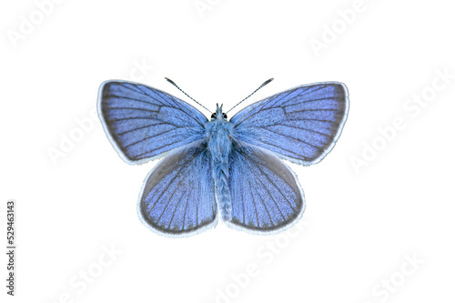 Natural mazarine blue butterfly (Cyaniris semiargus). Transparent background.