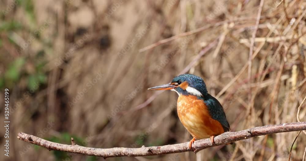 Kingfisher female on a branch Kingfisher female on a branch
