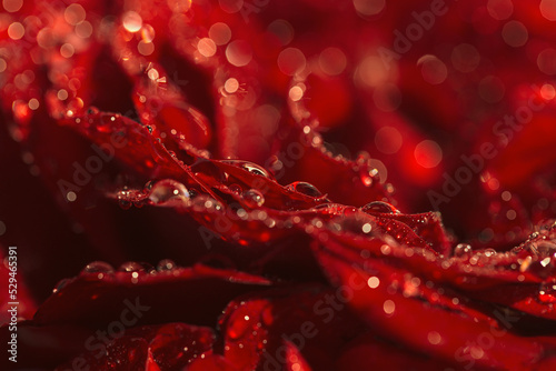 Beautiful dark red rose buds with water drops close up. Nature concept. Floral background. Focus is on some water drops and petals