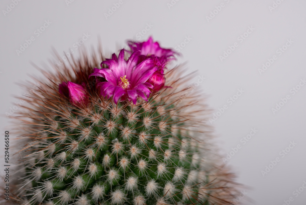 Kaktus kwitnący na różowo, kolce, płatki, domowa hodowla (3). - obrazy, fototapety, plakaty 