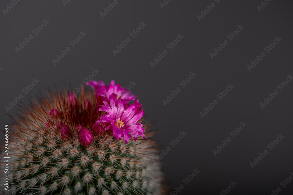 Kaktus kwitnący na różowo, kolce, płatki, domowa hodowla (2). - obrazy, fototapety, plakaty 