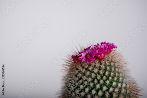 Kaktus kwitnący na różowo, kolce, płatki, domowa hodowla (4).