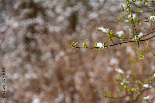 Młode krzewy pokryte śniegiem na wiosnę, młode liście.