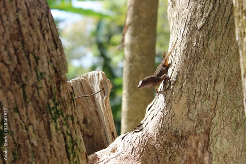 Closeup of an anole (Anolis cristatellus) on the bark of a tree photo