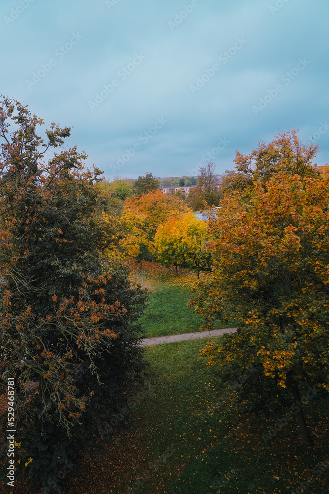 Fototapeta premium top view of the autumn trees on the city street, beautiful colorful fall season