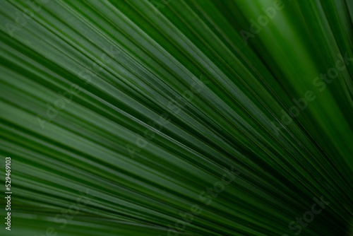 Nature of dark green leaf in garden. Natural green leaves plants using as background cover page environment ecology or greenery wallpaper. © Sukanya