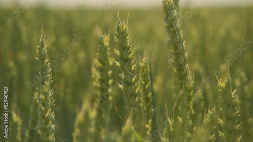 Wheat field on agricultural land blowing wind. Close-up view