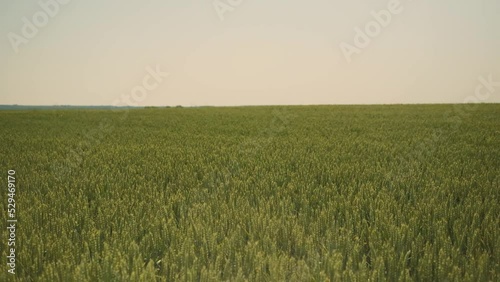 Panorama. Wheat field on agricultural land blowing wind