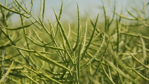 Young green rapeseed in spring close-up. Bushes of young rapeseed in the field