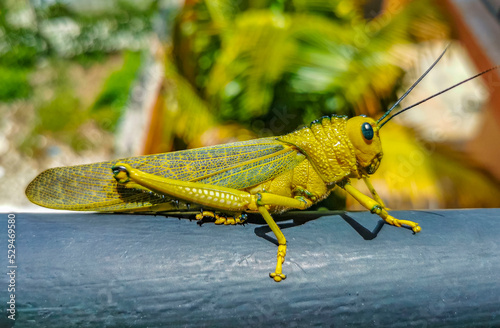 Giant green grasshopper sitting on railing in Mexico. photo