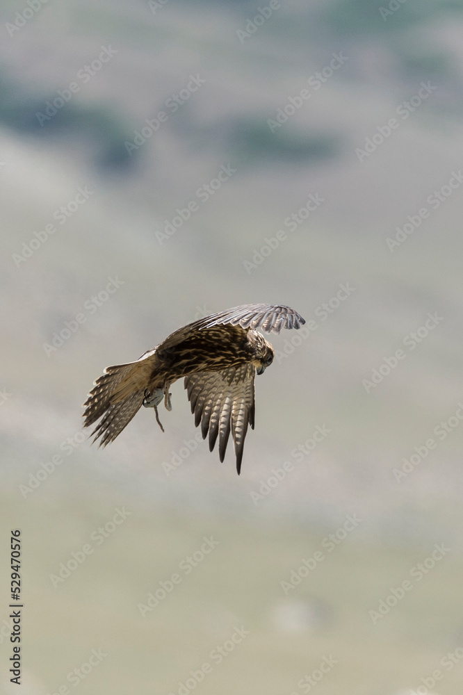 Saker Falcon during a Salburun hunting competition Saker Falcon during a Salburun hunting competition