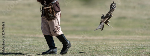 The saker falcon in flight during the world nomad games in Kyrgyzstan