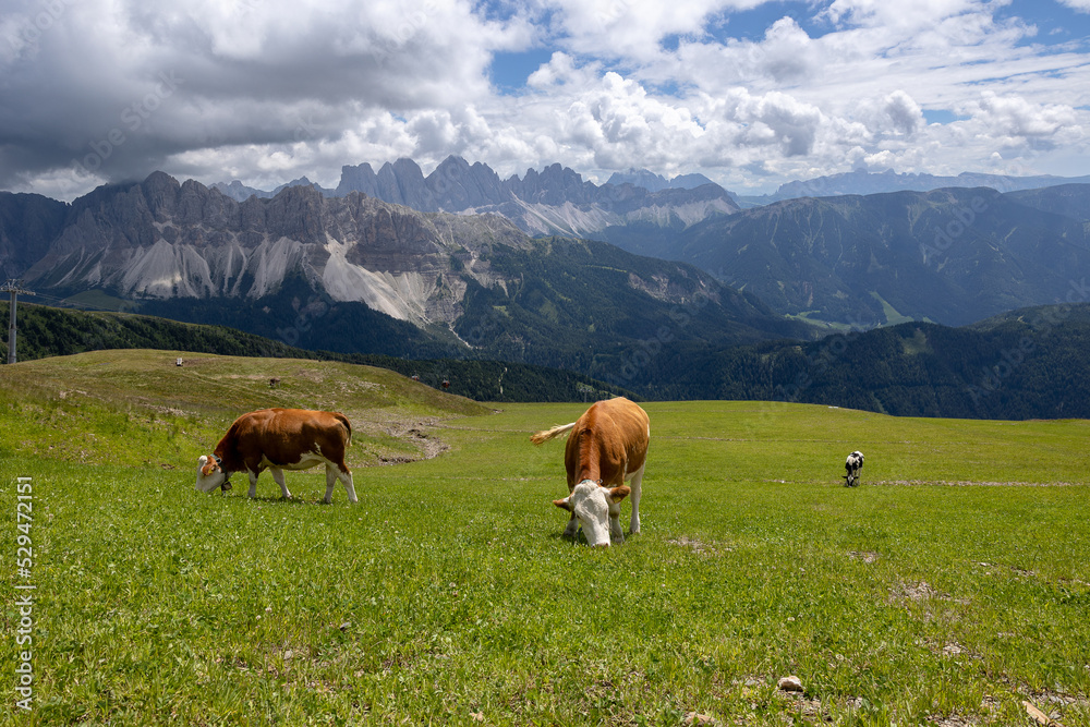 cows grazing in the the mountains