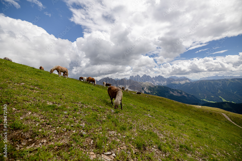 horses grazing in the mountains