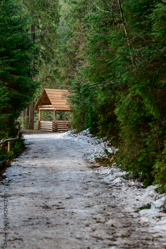 Forest trail with fence  hiking in the woods  Ukrainian Carpathians and hiking trails.