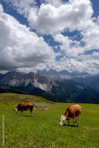 Cows grazing © Nilton
