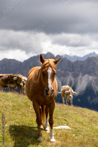 cows and horse in the mountains