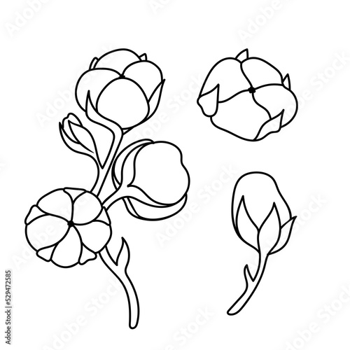 flower and stem of cotton in doodle style, contour illustration of cotton bud , linart botanical set