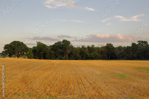 Landscape of yellow field and sky