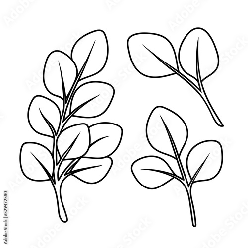 stem with eucalyptus leaves in doodle style, contour illustration of a tree branch with foliage, a set of linart botanical
