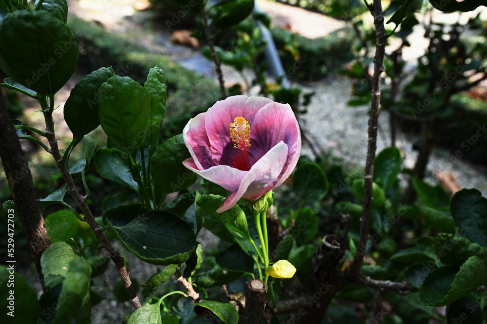 Flower not yet fully bloomed of the giant pink hibiscus, Moorea, Mona