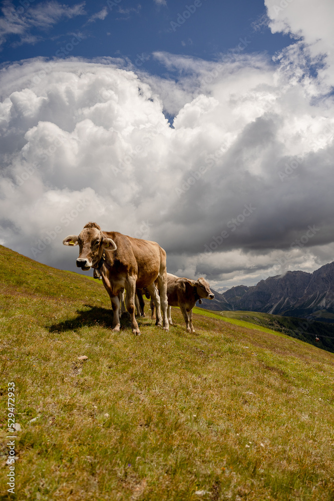 Two cows in the mountains