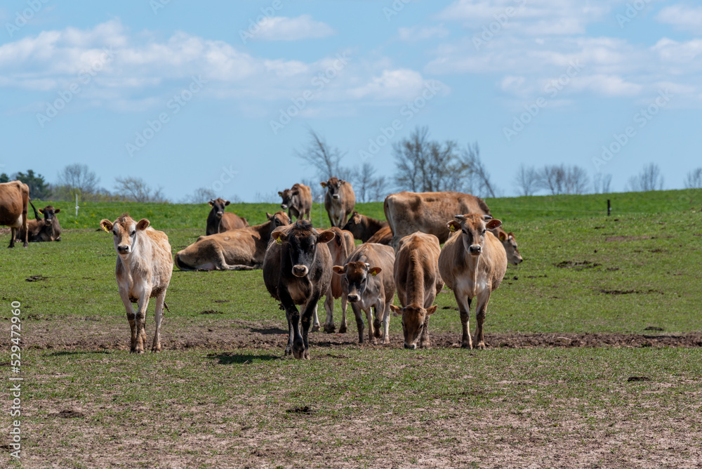 Jersey Cattle In Pasture On The Farm