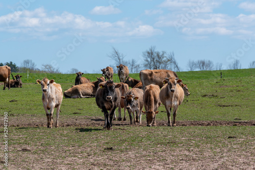 Fototapeta Naklejka Na Ścianę i Meble -  Jersey Cattle In Pasture On The Farm
