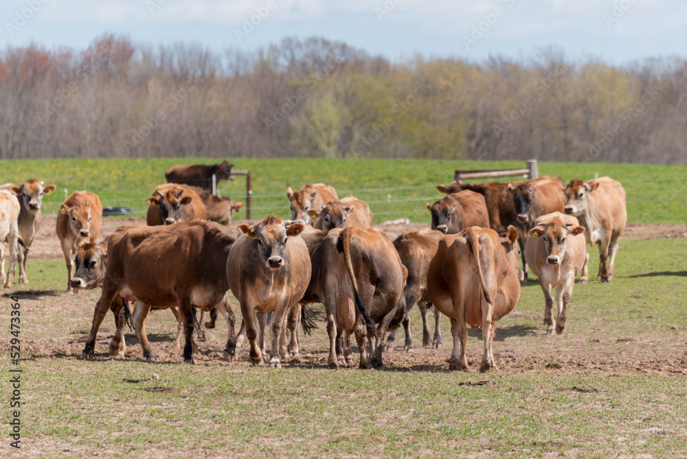 Jersey Cattle In Pasture On The Farm Jersey Cattle In Pasture On The Farm