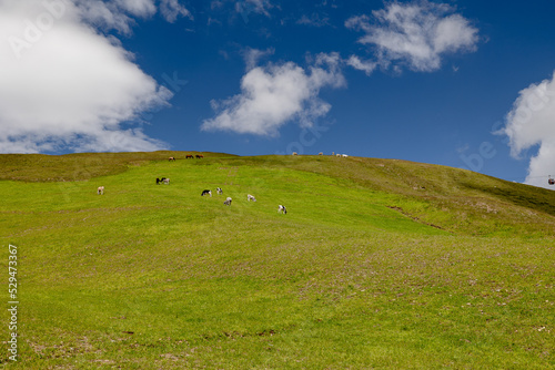 animals grazing in the mountains  